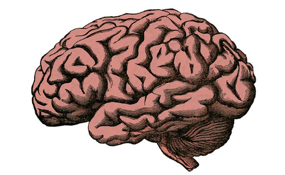 drawing of brain
